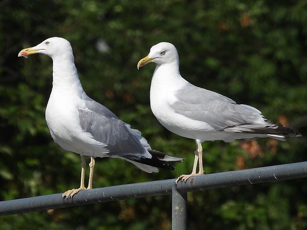 Gull hybrid, unidentified  - Benjamin Hofmann