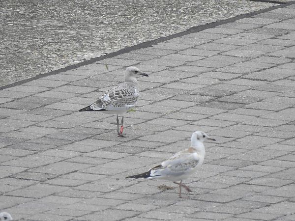 Mediterranean Gull  - Alfred Mathis