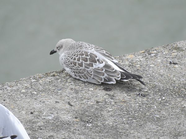 Mouette mélanocéphale  - Alfred Mathis