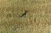 European Golden Plover  - Robert Sperl
