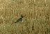 European Golden Plover  - Robert Sperl