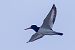 Eurasian Oystercatcher  - Thomas & Christa Pumberger