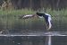 Eurasian Oystercatcher  - Thomas & Christa Pumberger