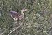 Purple Heron  - Thomas & Christa Pumberger
