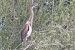 Purple Heron  - Thomas & Christa Pumberger