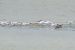 Sandwich Tern  - Bernhard Zens