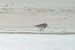 Broad-billed Sandpiper  - Jakob Vratny