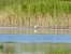 Squacco Heron  - Josef Steiner