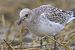 Mediterranean Gull  - Jürgen Prohaska-Hotze