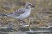 Mediterranean Gull  - Jürgen Prohaska-Hotze