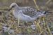 Mediterranean Gull  - Jürgen Prohaska-Hotze