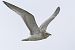 Mediterranean Gull  - Jürgen Prohaska-Hotze