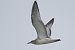 Mediterranean Gull  - Jürgen Prohaska-Hotze