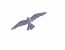 Red-footed Falcon  - Christoph Dangl