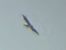 Booted Eagle  - Benjamin Schedl