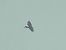 Booted Eagle  - Benjamin Schedl