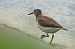 Common Sandpiper - Vratny Jiri