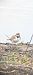 Little Ringed Plover - Jäger Johannes