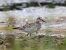 Pectoral Sandpiper  - Michael Hafner