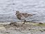 Pectoral Sandpiper  - Michael Hafner