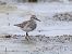 Pectoral Sandpiper  - Michael Hafner
