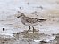Pectoral Sandpiper  - Michael Hafner