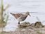 Pectoral Sandpiper  - Michael Hafner