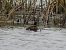 Ferruginous Duck  - Benjamin Hofmann