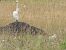 Western Cattle Egret  - Benjamin Hofmann