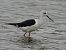 Black-winged Stilt  - Benjamin Hofmann