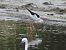 Black-winged Stilt  - Benjamin Hofmann