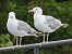 Gull hybrid, unidentified  - Benjamin Hofmann