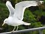 Gull hybrid, unidentified  - Benjamin Hofmann