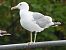 Gull hybrid, unidentified  - Benjamin Hofmann