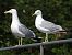 Gull hybrid, unidentified  - Benjamin Hofmann