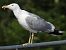 Gull hybrid, unidentified  - Benjamin Hofmann