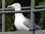 Gull hybrid, unidentified  - Benjamin Hofmann