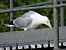 Gull hybrid, unidentified  - Benjamin Hofmann