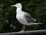 Gull hybrid, unidentified  - Benjamin Hofmann