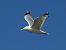 Gull hybrid, unidentified  - Benjamin Hofmann