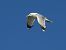 Gull hybrid, unidentified  - Benjamin Hofmann