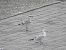 Mediterranean Gull  - Alfred Mathis