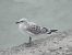 Mediterranean Gull  - Alfred Mathis
