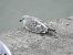 Mediterranean Gull  - Alfred Mathis