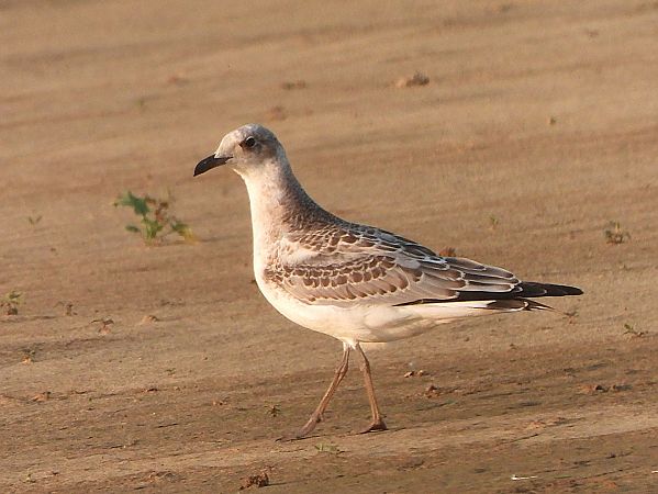 Mouette mélanocéphale  - Margarita Grohmann