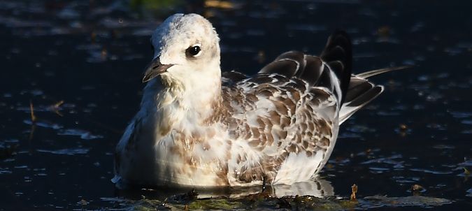 Mouette mélanocéphale  - Ingrid Bistan