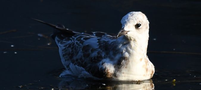 Mouette mélanocéphale  - Ingrid Bistan