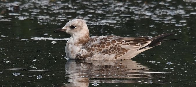 Mouette mélanocéphale  - Ingrid Bistan