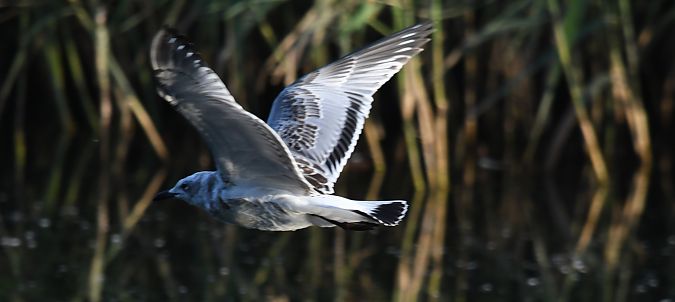 Mouette mélanocéphale  - Ingrid Bistan