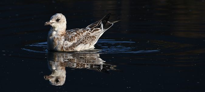 Mouette mélanocéphale  - Ingrid Bistan